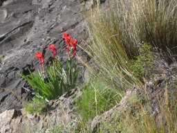 Gladiolus flanaganii